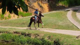 marcha picada egua fazenda lago azul [upl. by Everett470]