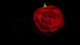 Red Rose Bloom 4K Timelapse [upl. by Hizar]