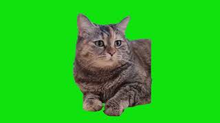 Sad Cat Meowing Again Meme Green Screen Chroma Key Template [upl. by Ecnarolf187]