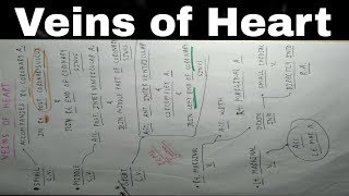 Heart Venous Drainage  Part 3  Small Middle and Great Cardiac Vein  TCML [upl. by Darsie]