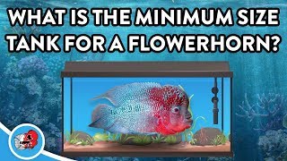 What is the Minimum Tank Size for a Flowerhorn Fish [upl. by Ojybbob]