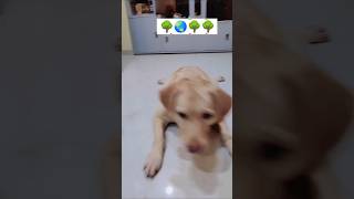 Plant 🌳dogdoglover labrador lablove funny petscute [upl. by Ateval]