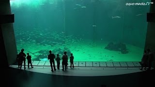 NORDSOENOCEANARIUM HirtshalsDaenemark [upl. by Dow689]