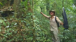 Dr Julian Bayliss The Lost Forest of Mount Mabu [upl. by Arahsak]