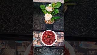 Beetroot poriyal poriyalrecipes youtubeshorts healthyandtastyrecipe Biowizardkitchen [upl. by Sydelle641]