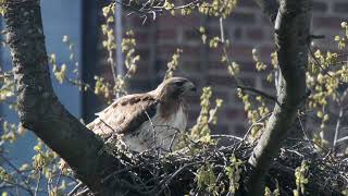 20240414 93rd Street Redtailed Hawks [upl. by Leonerd674]