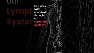 How does fat is absorbed through our Lymphatic System [upl. by Auot767]