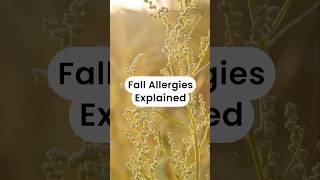 Fall Allergies Explained allergies shorts mcmasteruniversity machealthsci [upl. by Wellesley331]