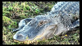 Alligator at the Lake Lafayette  Mavic 3 [upl. by Holton]