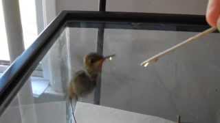 How to raise a baby hummingbird part 2 of 6 [upl. by Bathilda]