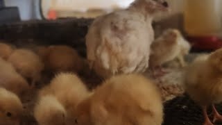 Hatching Room Is FULL New Born Baby Quail amp Chicks [upl. by Enibas]