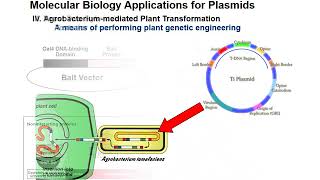 Isolation of Plasmid DNA [upl. by Cristi]