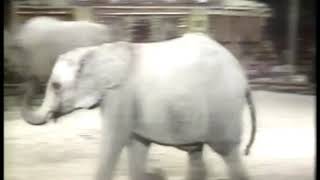 Special  1979  The Chipperfields Circus Special  The Elephant Act  With Host Robert Morley [upl. by Casady688]