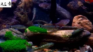 my hillstream goby tank [upl. by Aizahs]