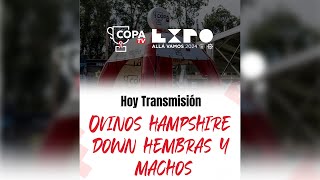 EXPO 2024  Juzgamiento de Bozal Hampshire Down • Expo Mariano Roque Alonso 2024 [upl. by Tybalt]