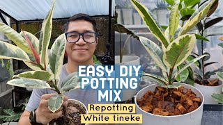 Best DIY WellDraining Mix for Ficus elastica Rubber Plant Repotting Tips [upl. by Marylee]