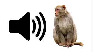 Angry Monkey  Sound Effect  ProSounds [upl. by Draner]