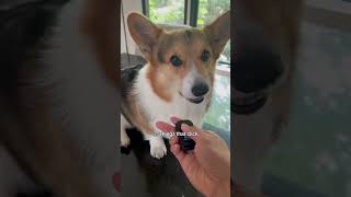 10 things that annoy my corgi [upl. by Trebron]