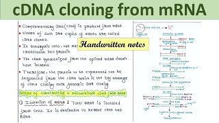 Construction of recombinant cDNA from mRNA  Steps [upl. by Ellered]