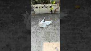 Lotan kabutar 😱🕊️ shorts trending pigeon ytshorts [upl. by Nnaarual400]