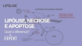 Qual a diferença entre Lipólise Necrose e Apoptose  Pergunte 39 [upl. by Wendelin]