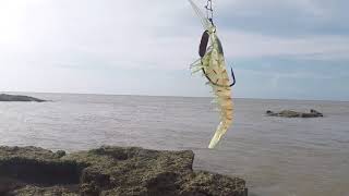 Vol 28 Land based barramundi fishing near town in Darwin Vol 28 [upl. by Elbertine]