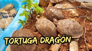 tortuga dragon rhinoclemmys pulcherrima manni [upl. by Nnylak]