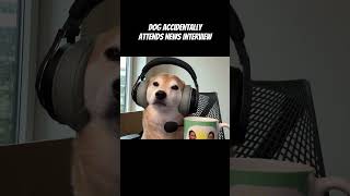 Shiba Tries Going on Morning News To Spread Awareness of Bad Owner [upl. by Hakceber]