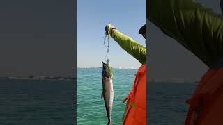 First kingfish on September 2024 season fishing seafood [upl. by Ayotyal579]