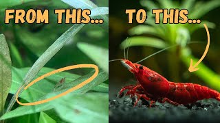 The Fascinating Journey of Cherry Shrimp A Complete Lifecycle Guide [upl. by Noryahs]