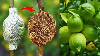 LIVE🔴🌿How to grow Fruit Trees propagating fruit trees by air layering cutting method live [upl. by Aicenod173]