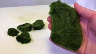 How To Use Cladophora Marimo Moss Balls in an Iwagumi Aquascape [upl. by Kadner988]