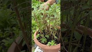 Regrow Wolfberry leaves vegetable cutting skills cuttingskills vegetablecarving cuttingvegetable [upl. by Rumilly]