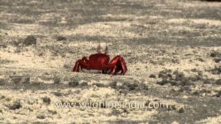 Cast of fiddler crabs in Henry Island [upl. by Questa]