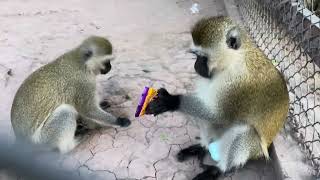 Vervet Monkey enjoying the snacks [upl. by Damiano986]