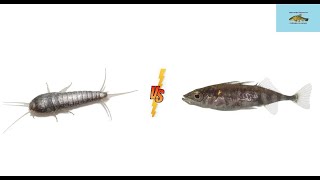 Cierniki kontra rybik  three spine stickleback vs silverfish [upl. by Akimrehs]