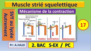 Muscle strié squelettique Mécanisme de la contraction du sarcomère SVT Bac [upl. by Hnahym]