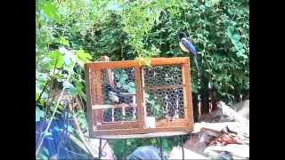 Larsen trap for magpies in action Please check out my 2 new videos added [upl. by Lovel301]