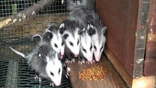 Baby Opossums Eating Breakfast at Earthshine Wildlife Rescue [upl. by Ettena410]