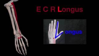 Arm Muscles 33 Extensor Carpi Radialis Brevis and Longus [upl. by Zetes]