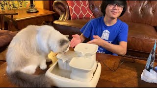 Ceramic Drinking Water Fountain For Pet Cats By MiauStore  How To Set Up First Impression amp Review [upl. by Mcnalley]