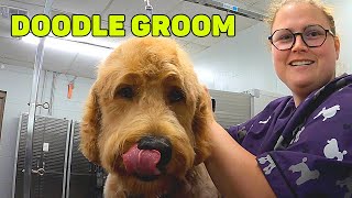 Goldendoodle Grooming [upl. by Saideman]