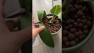 how to grow roots from a rootless Orchid  save orchid from root rot [upl. by Enirroc939]