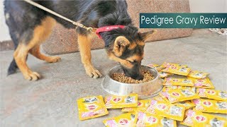 Pedigree Gravy Review Pedigree Puppy chicken chunks flavour in gravy [upl. by Bebe]