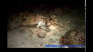 Cuttlefish Versus The Wobbegong Shark [upl. by Enyawad]