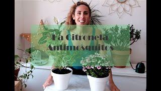 Cómo cuidar la Citronela  Remedio natural antimosquitos 🎋🐝 [upl. by Anihsak]