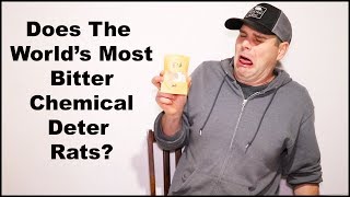 Does The World Most BITTER Chemical Deter Rats Mousetrap Monday [upl. by Nosyk876]