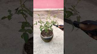 Rose plant pruningRose plant growing tips roseplantcare pruning garden plants shorts [upl. by Anilef]