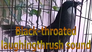 Blackthroated laughingthrush sound 13 [upl. by Asina920]