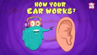 How Your Ear Works  The Dr Binocs Show  Best Learning Videos For Kids  Peekaboo Kidz [upl. by Terra]